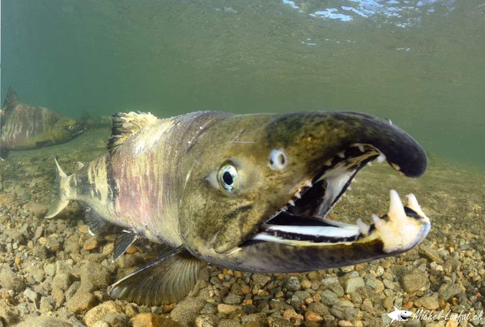 Salmon_2.jpg