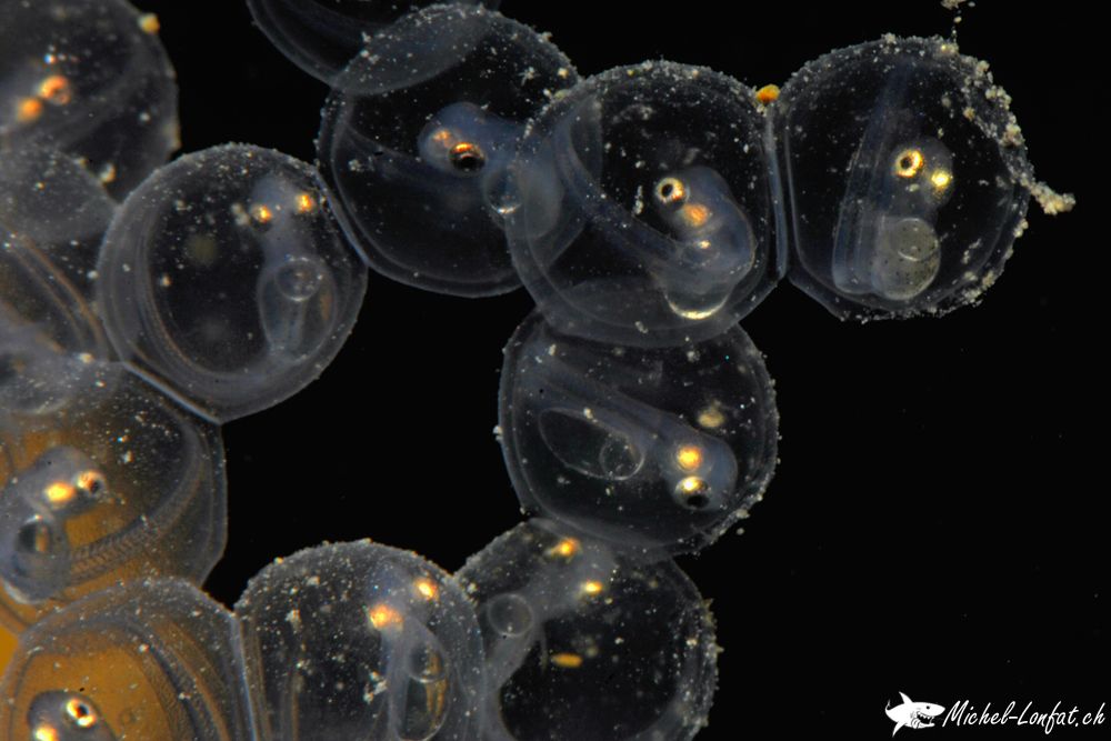 Copyright Michel Lonfat 3.jpg