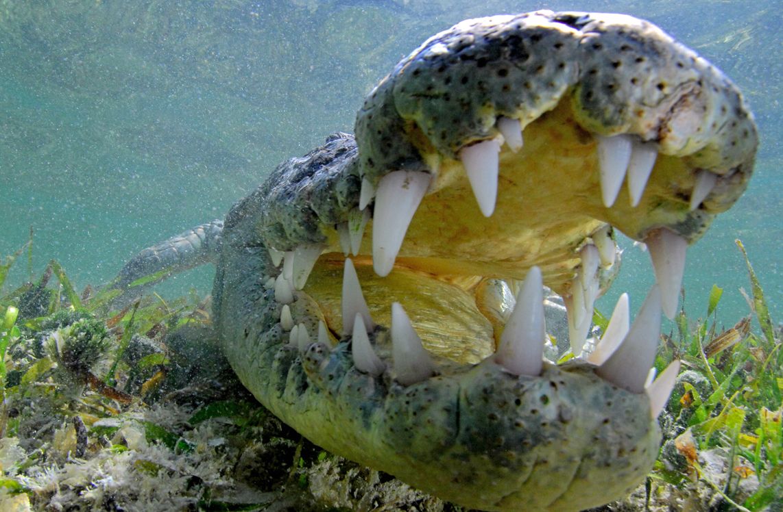 14 Croc, Mexique.jpg