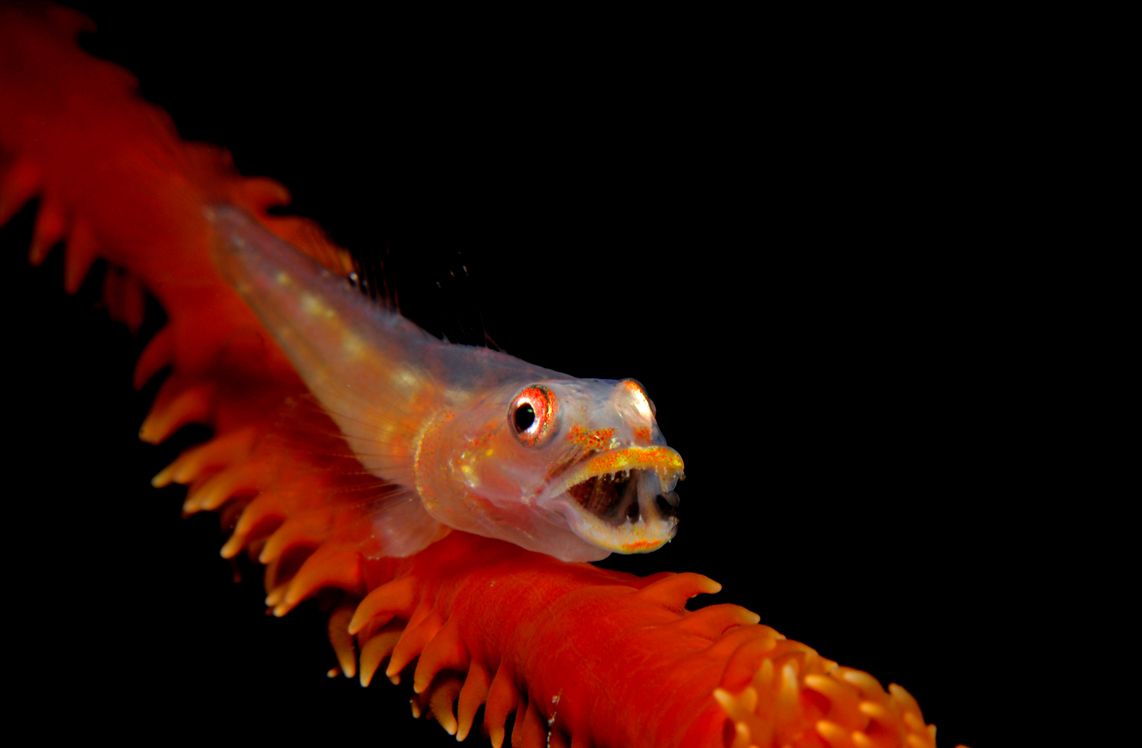 8 Gobie symbiotique, Maldives.jpg