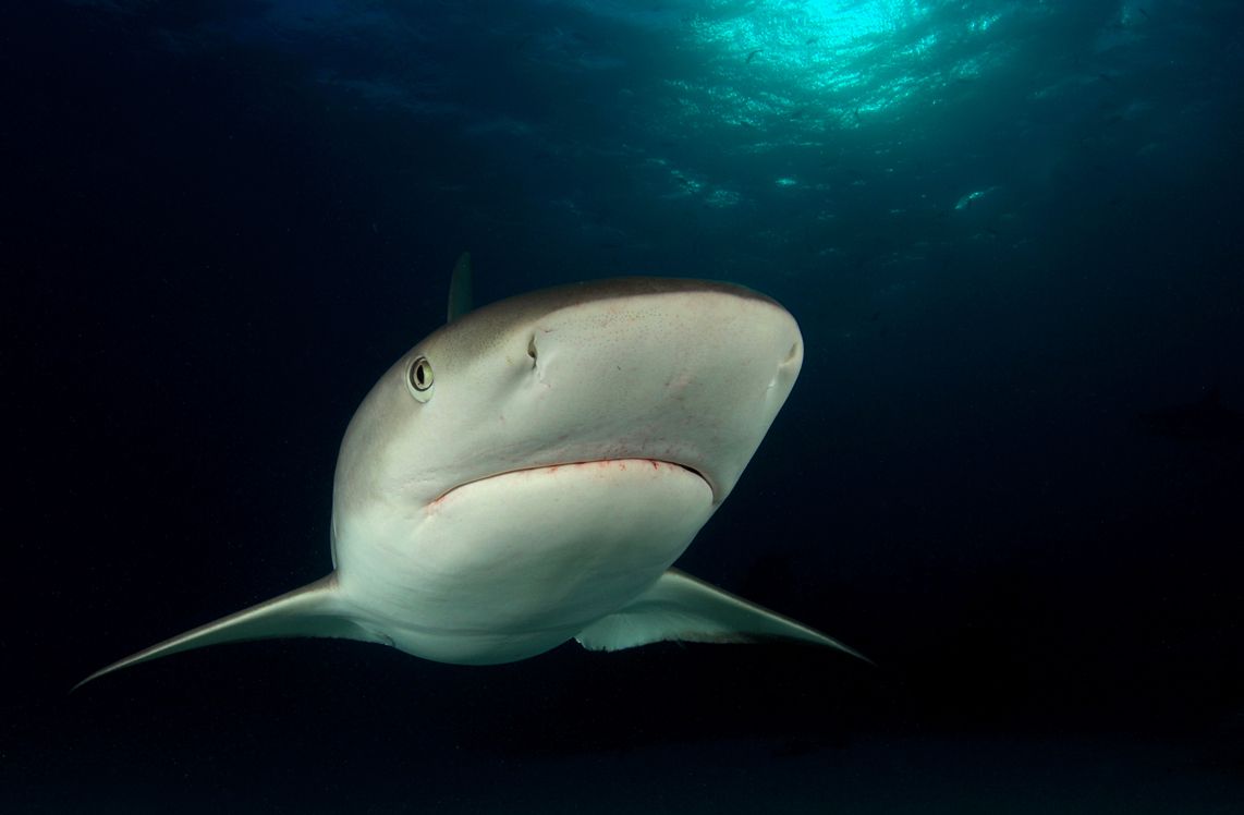 10 Requin de récif, Tiger Beach, Bahamas.jpg