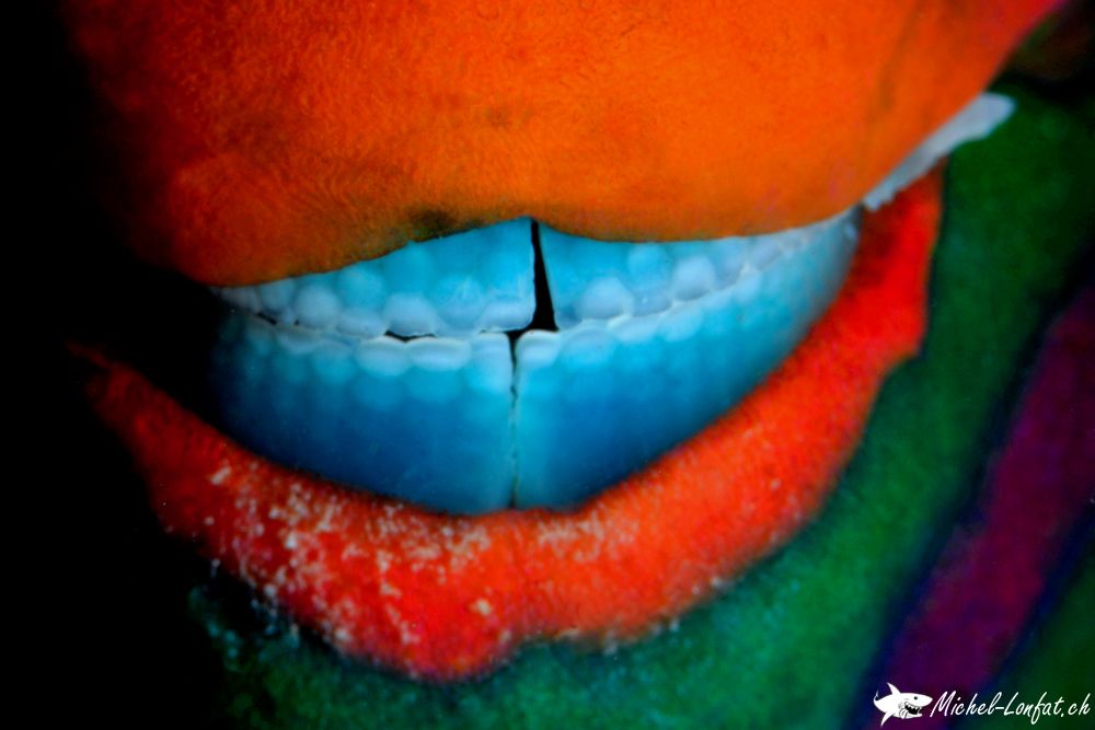 Marsa Shagra Egypte 2.jpg