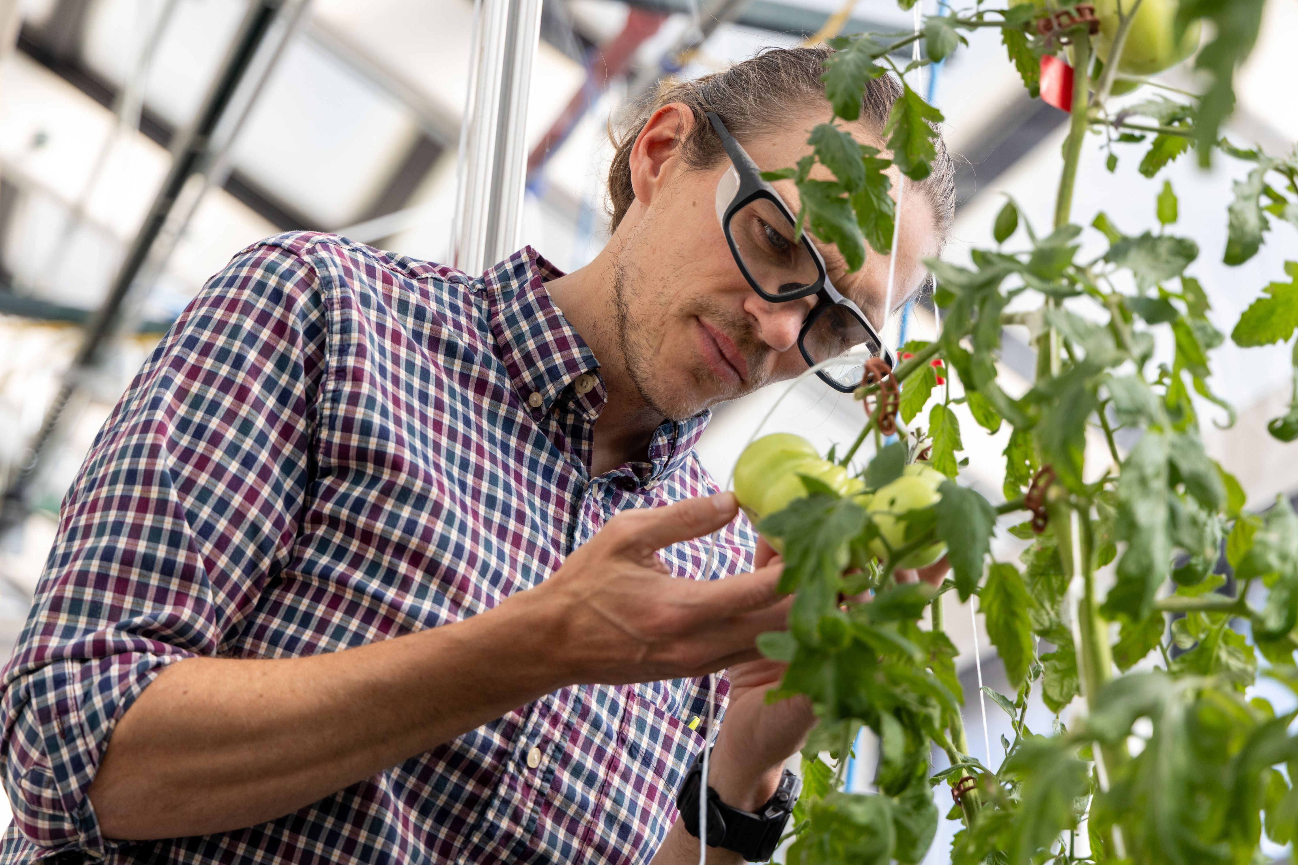 Renewable Energy and Plant Growth