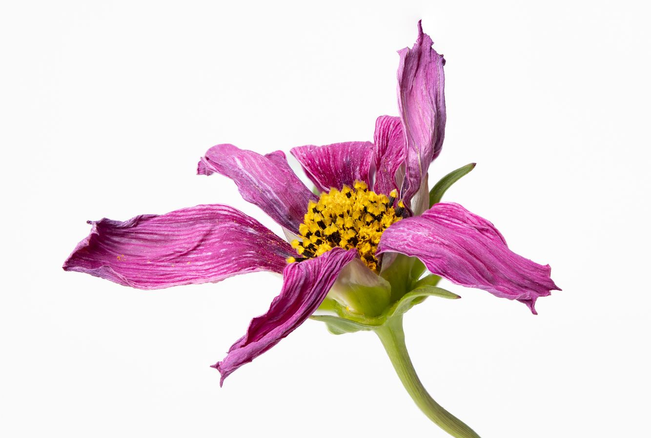 Cosmos Versailles Tetra  flower