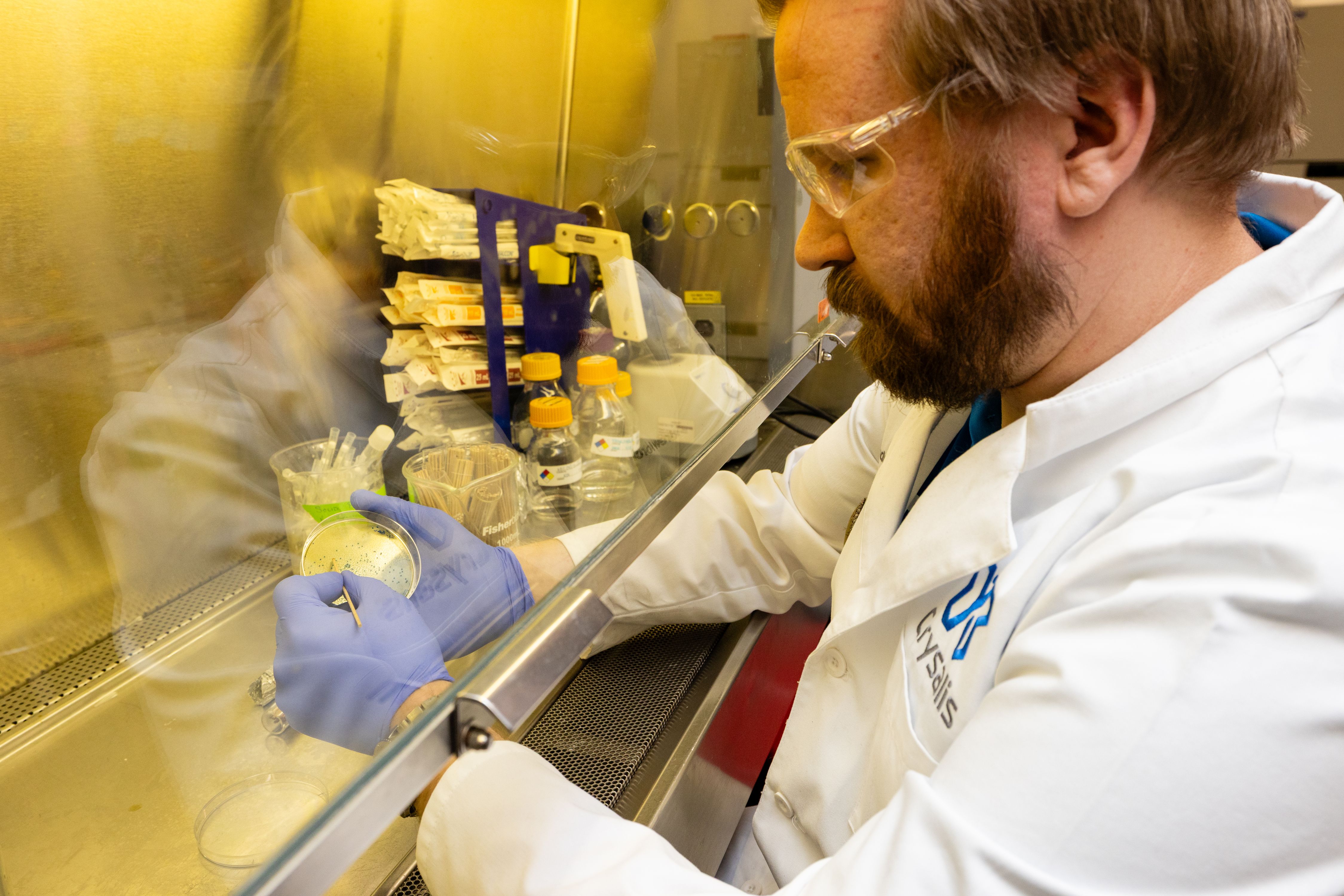 Bioscientist preps Petri dish samples