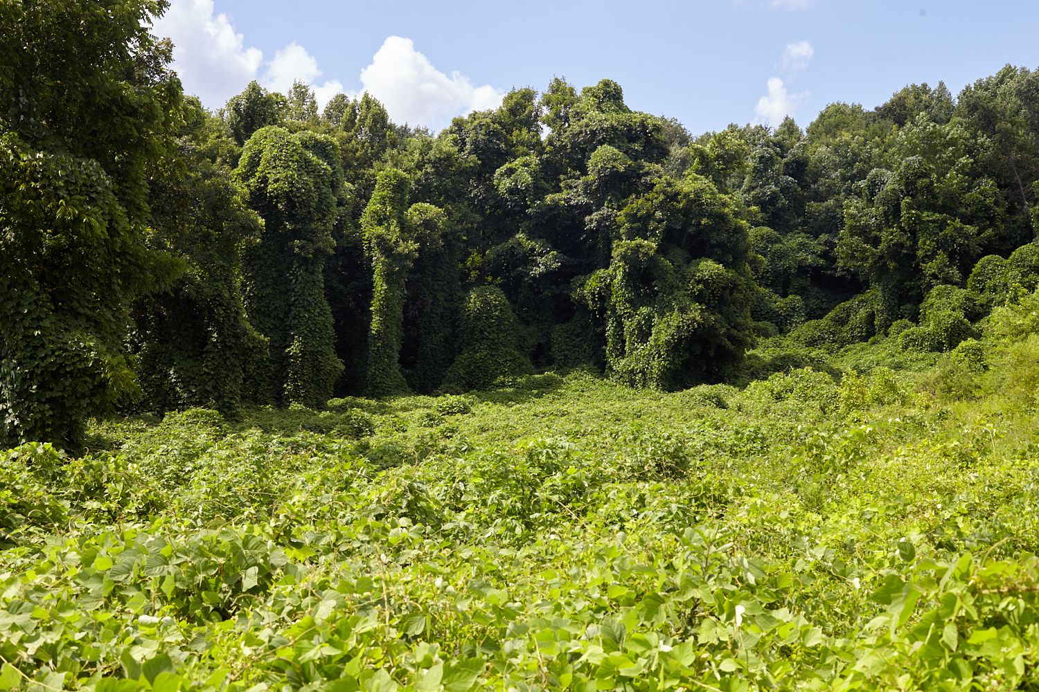 Kudzu
