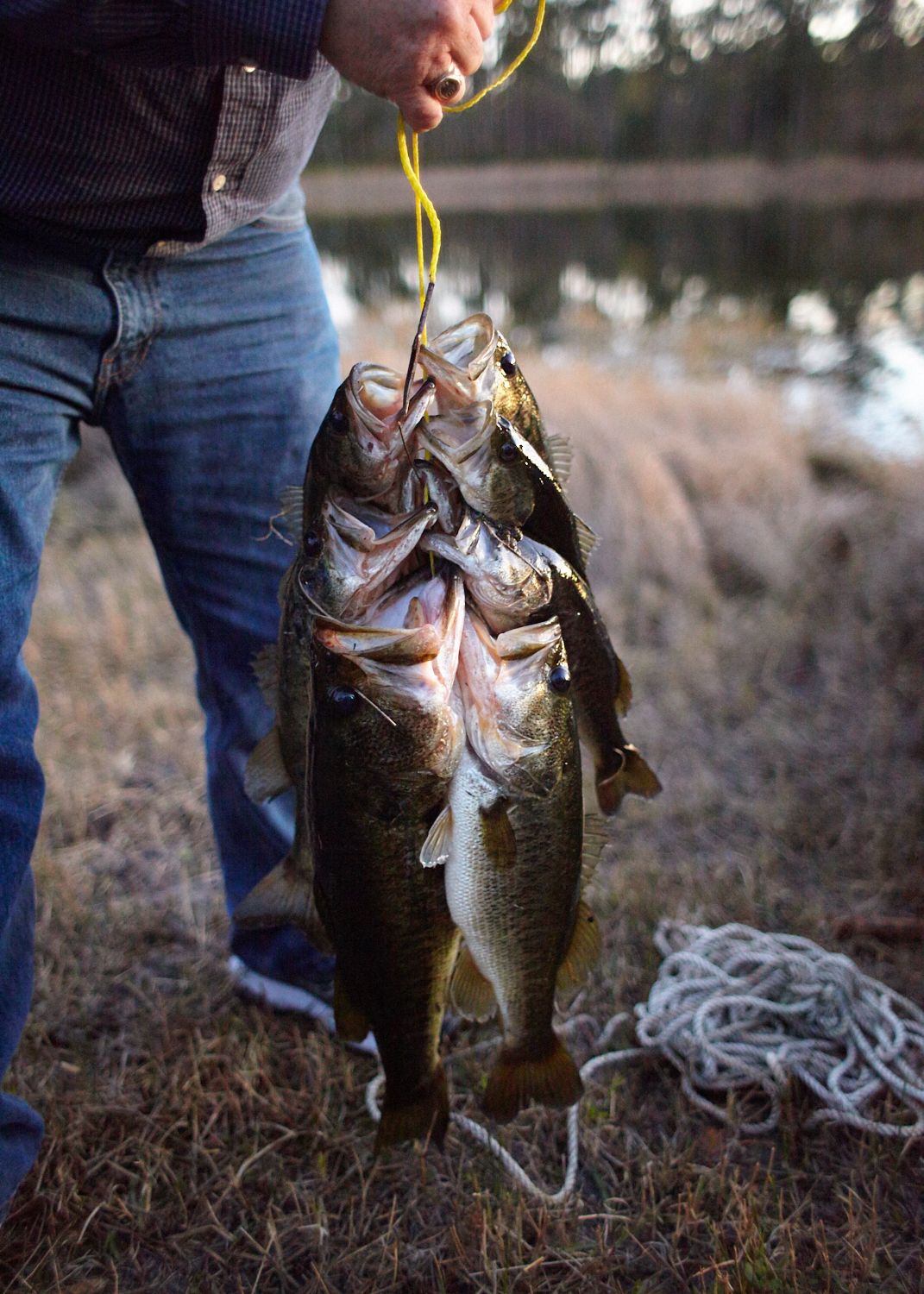 David's Catch of Bass 