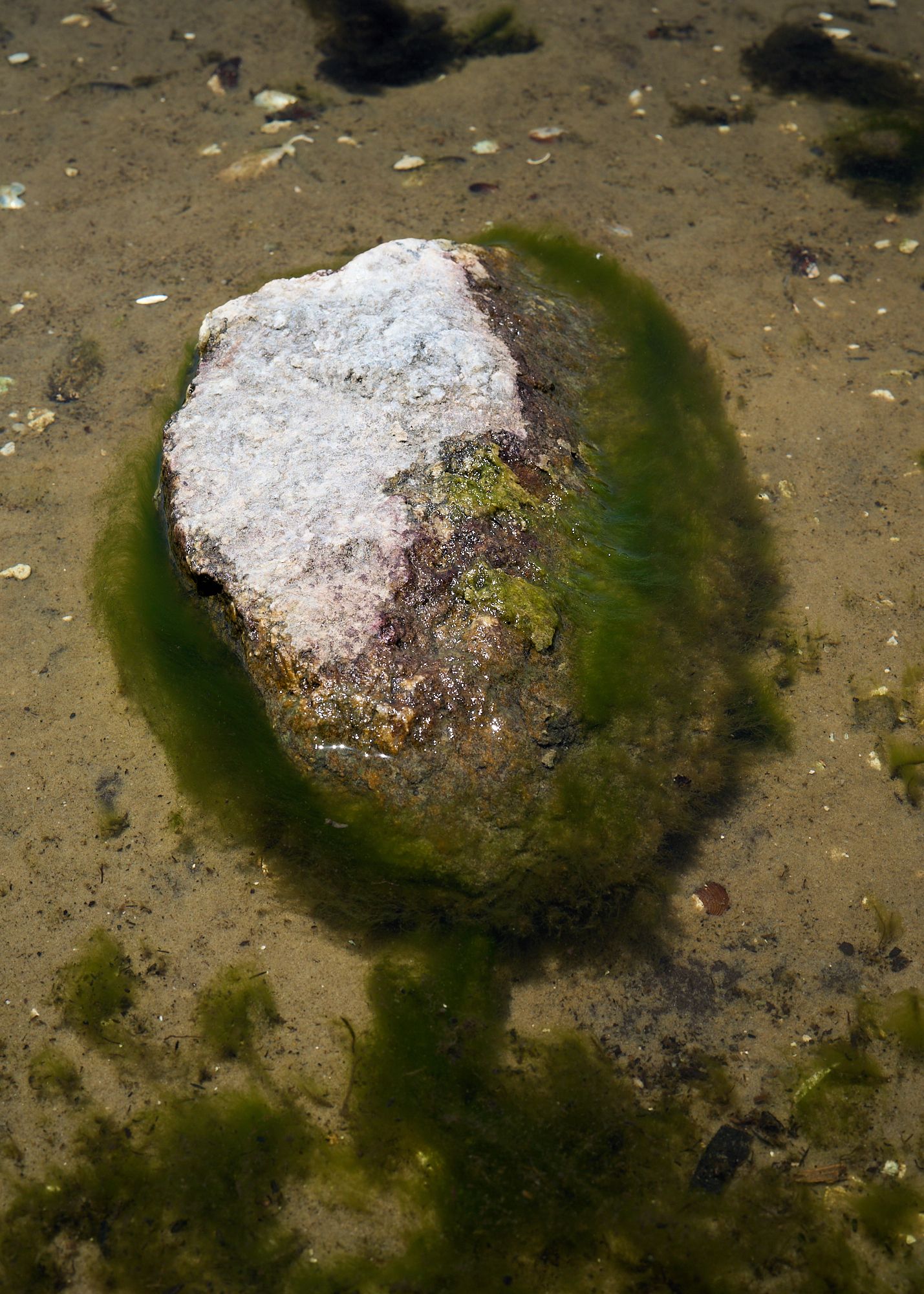 Shoreline along Withlacoochee River at Kirkpatrick Dam