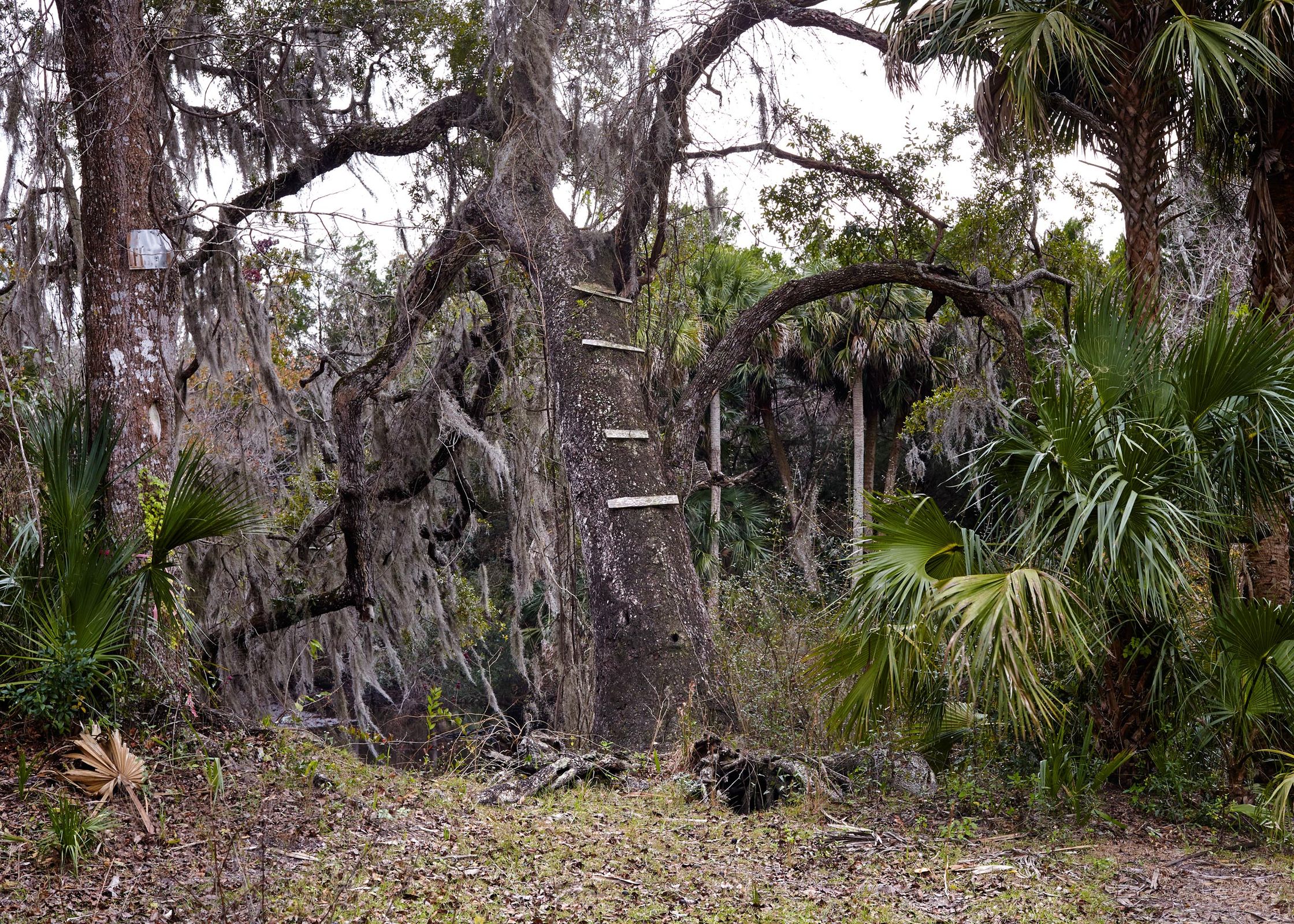 Swinging Rope Along the Withlacoochee River. Inglis, Florida