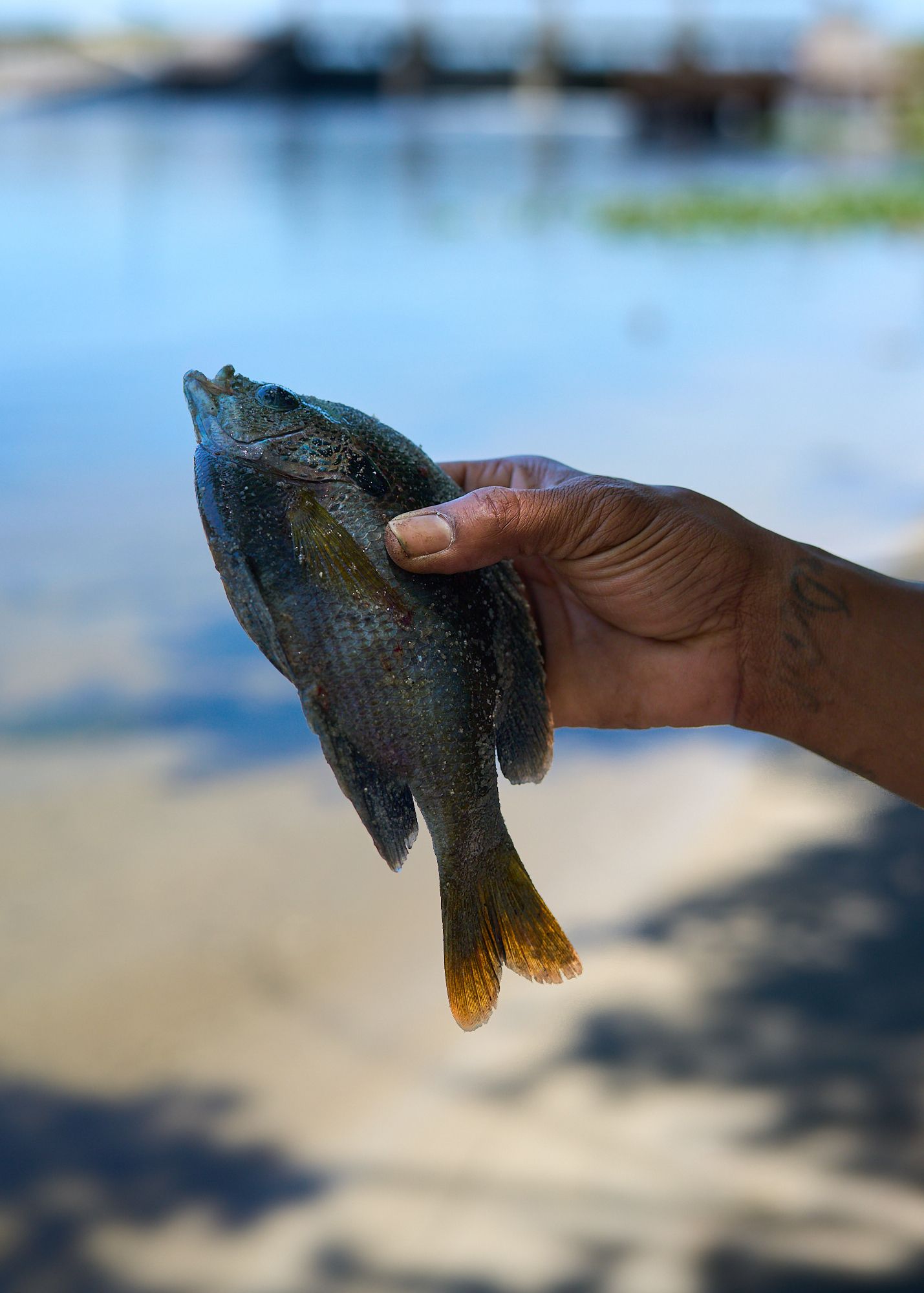 Kirkpatrick Dam, Ocklawaha River Side