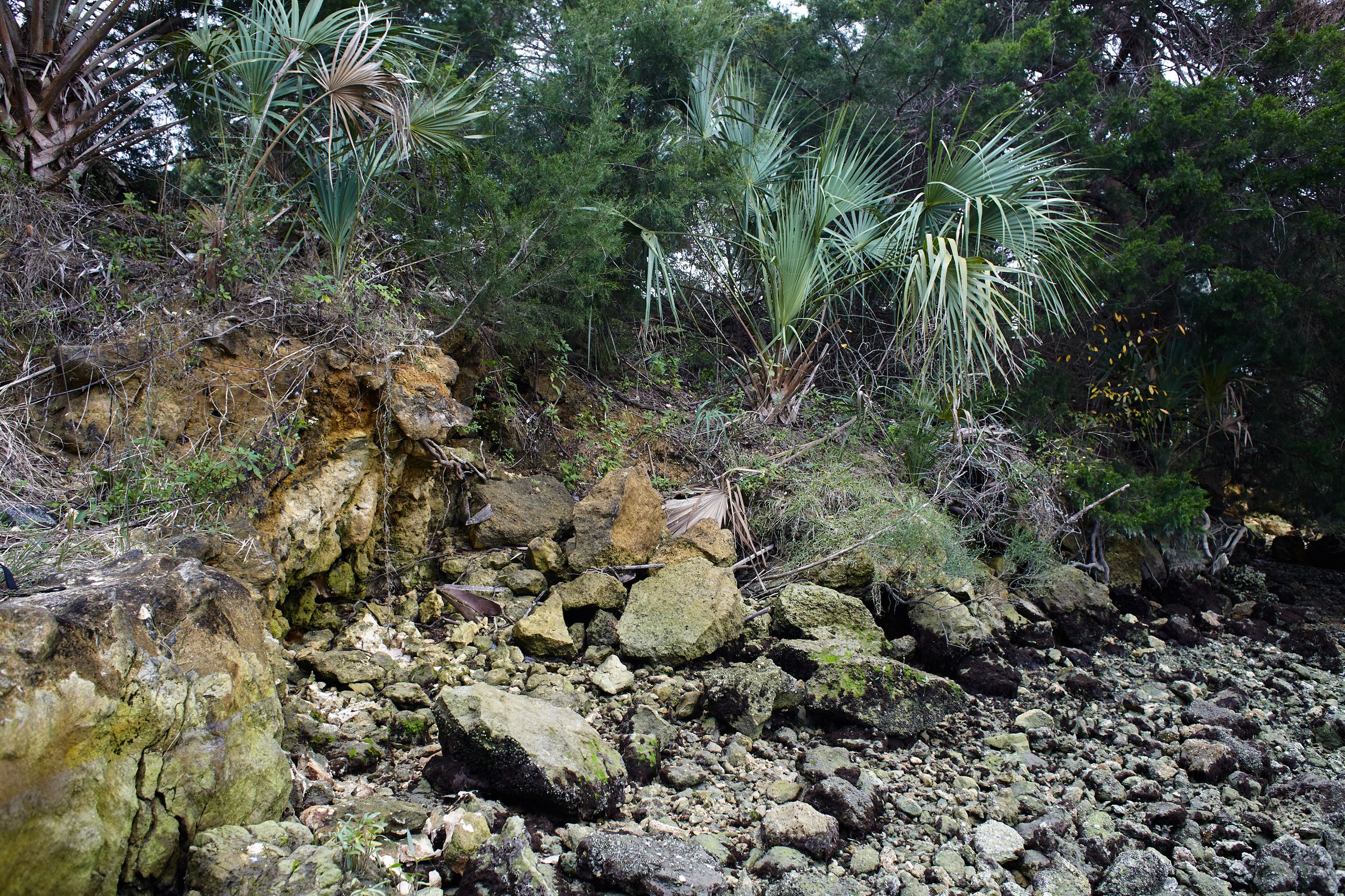 River Bank  at Completed Canal Portion. Inglis, Florida.