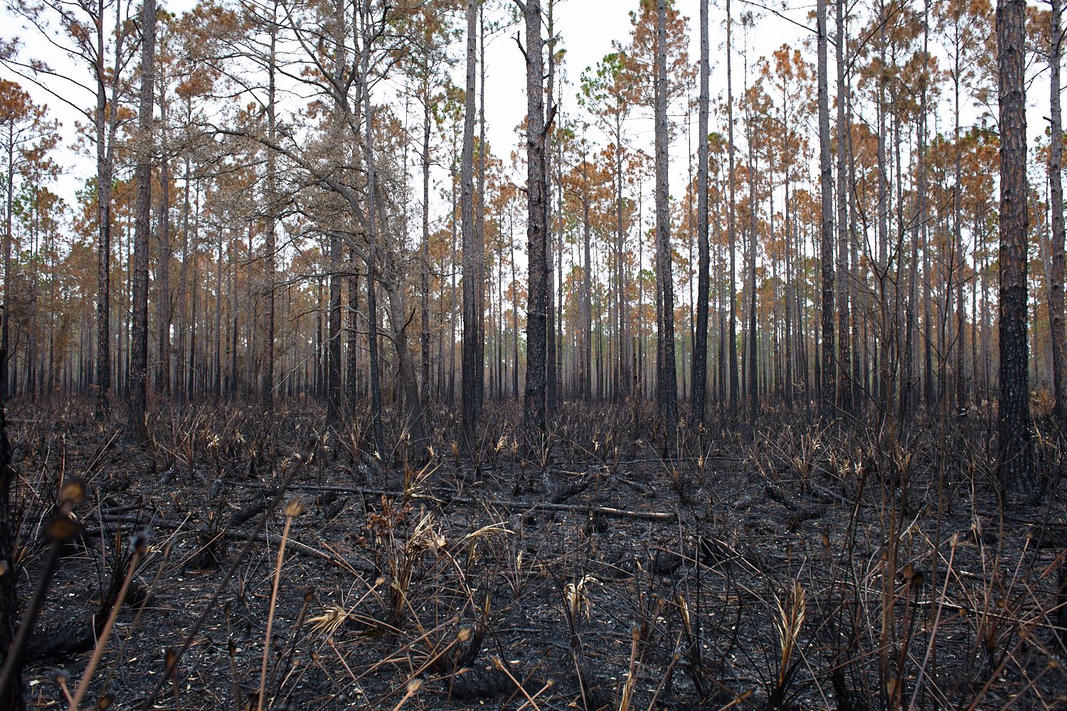 Controlled Burn Along Canal Right of Way, Rodman Reservoir