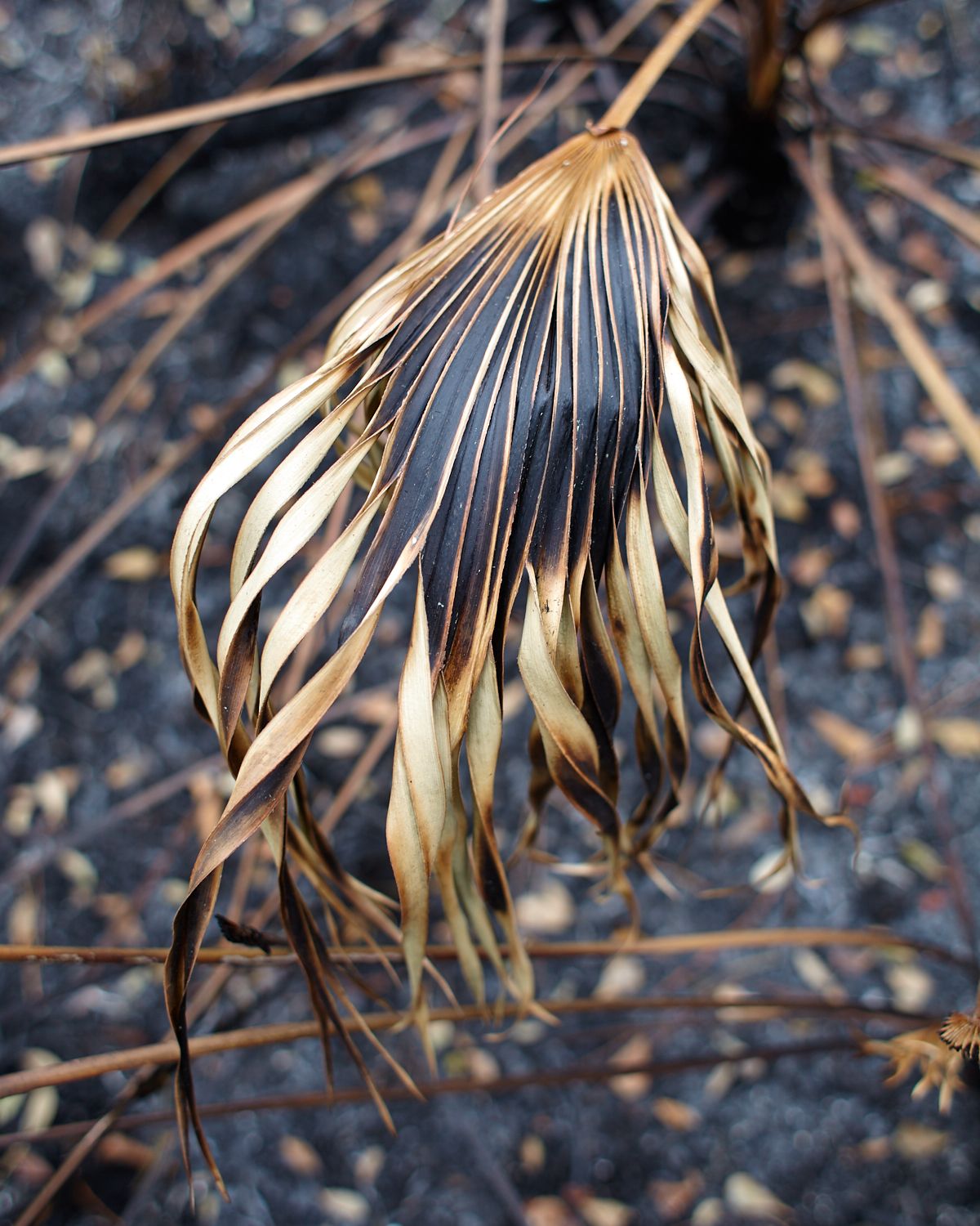 Burnt Saw Palmetto, Kirkpatrick Dam.