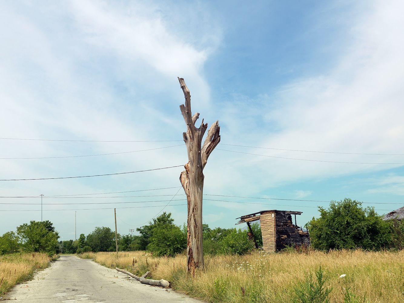 Tree Stump 5, Detroit 2012