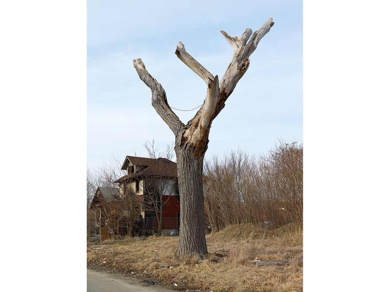 Tree Stump 41,  Detroit 2013