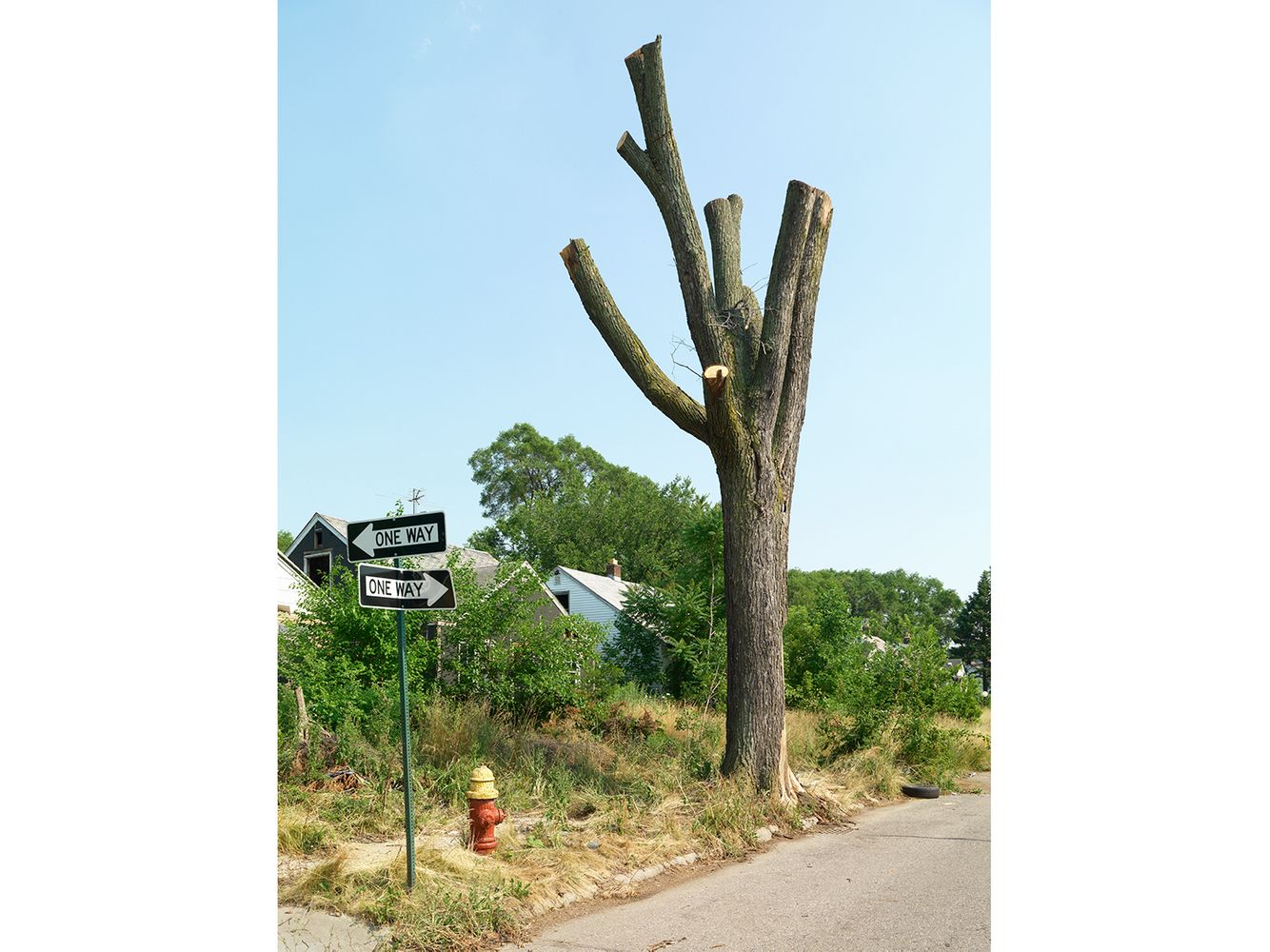 Tree Stump 30, Detroit 2012
