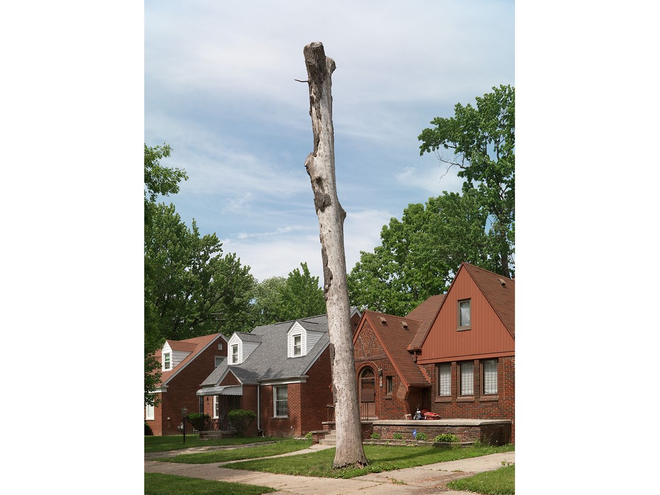 Tree Stump 60, Detroit 2015