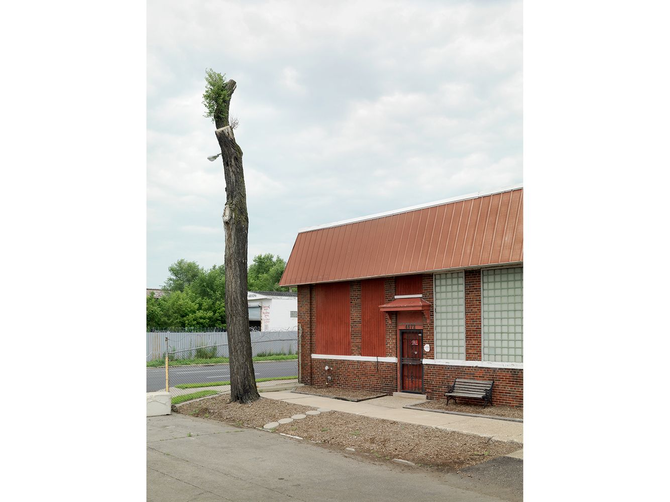 Tree Stump 7, Detroit 2010