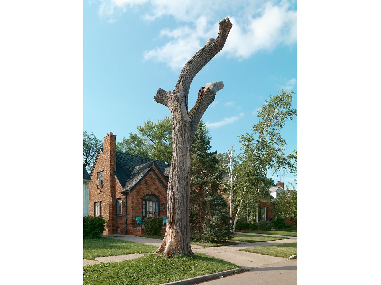 Tree Stump 43, Detroit 2013