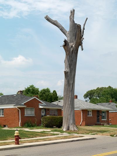 Tree Stump 1, Detroit 2010