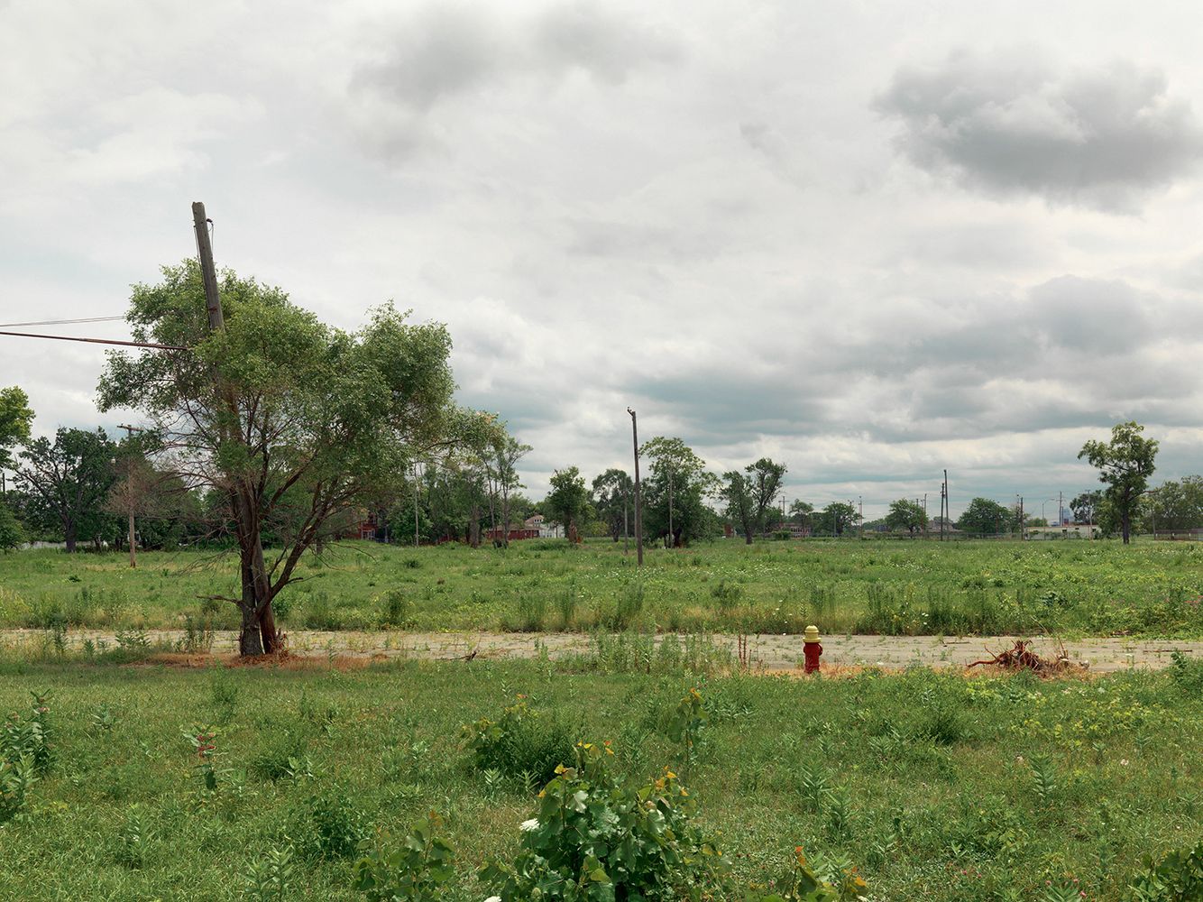 View across Sheehan, Majorie, and Guthrie Street, Detroit 2015