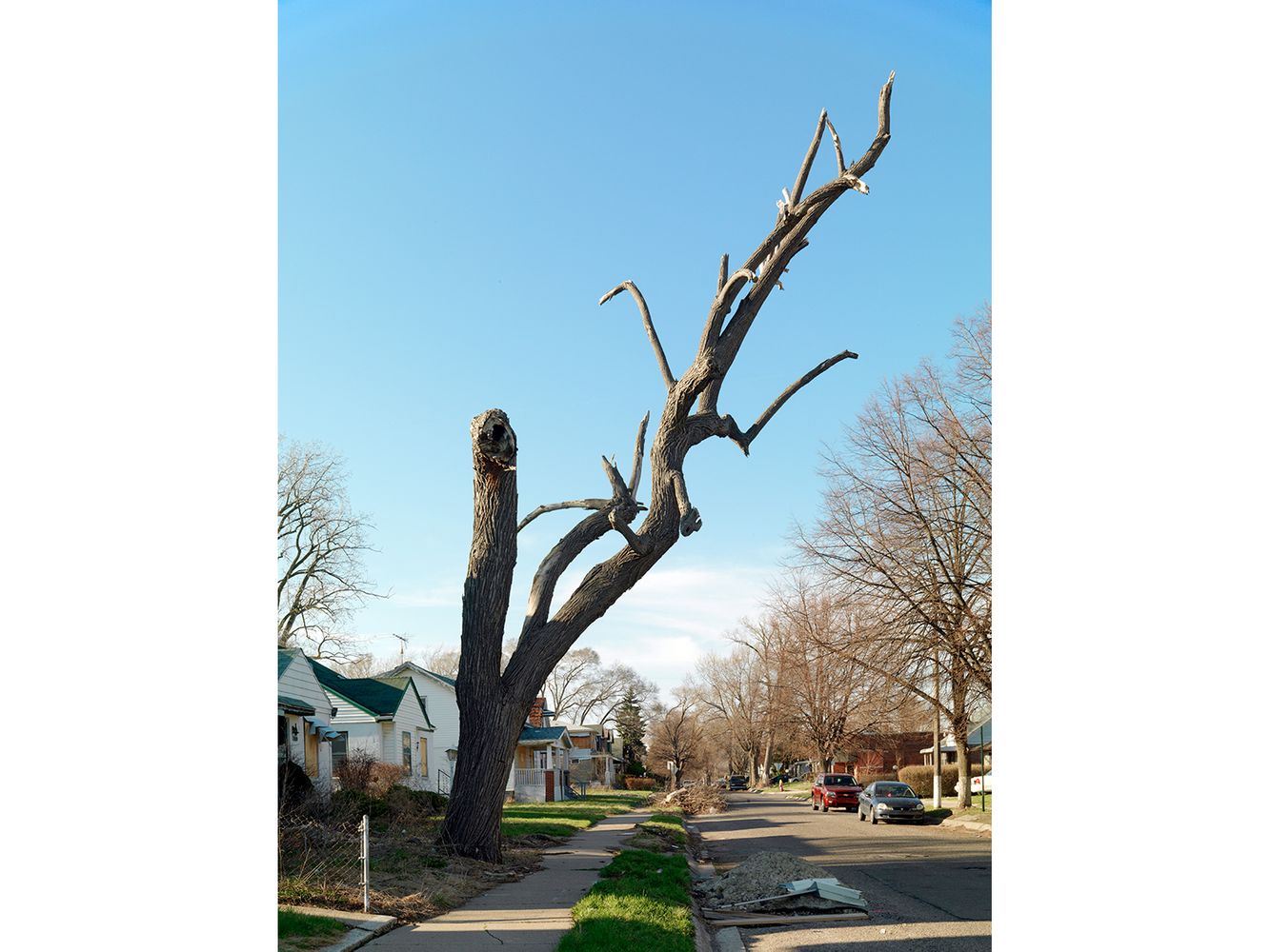 Tree Stump 54, Detroit 2014