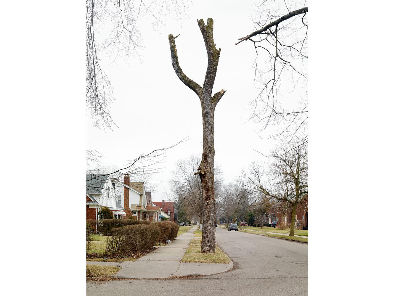 Tree Stump 26, Detroit 2012