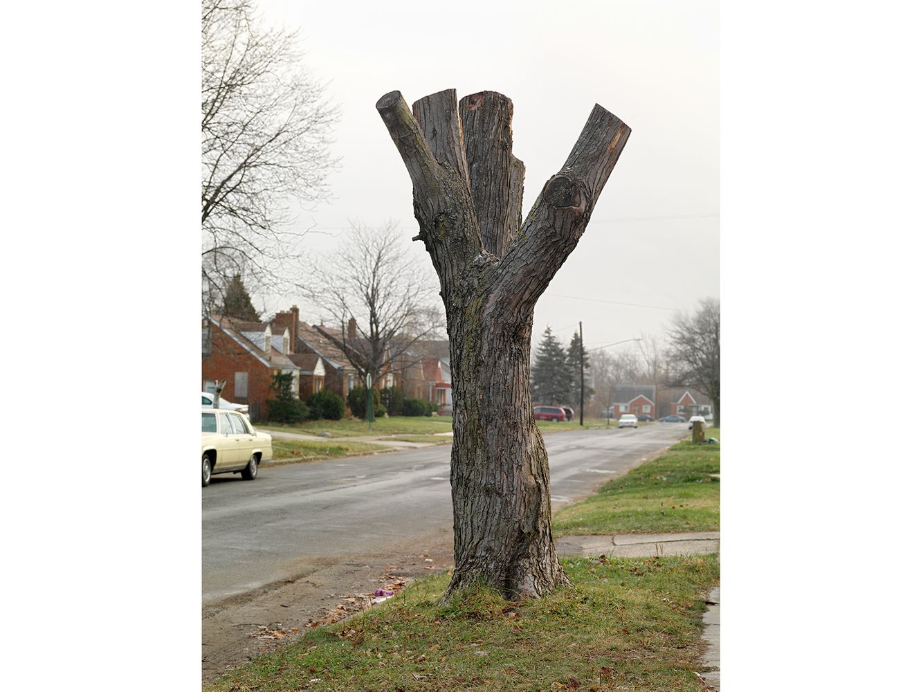 Tree Stump 22, Detroit