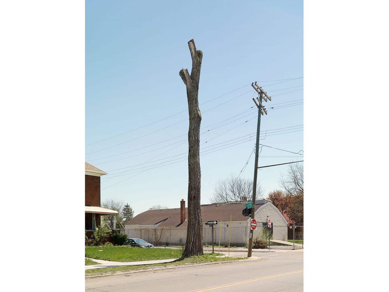 Tree Stump 4, Detroit 2011