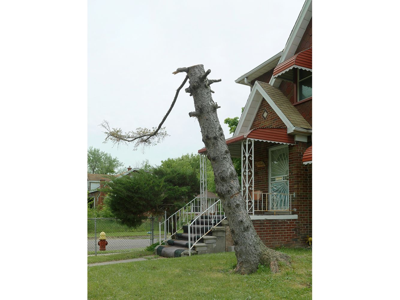 Tree Stump 59, Detroit 2015