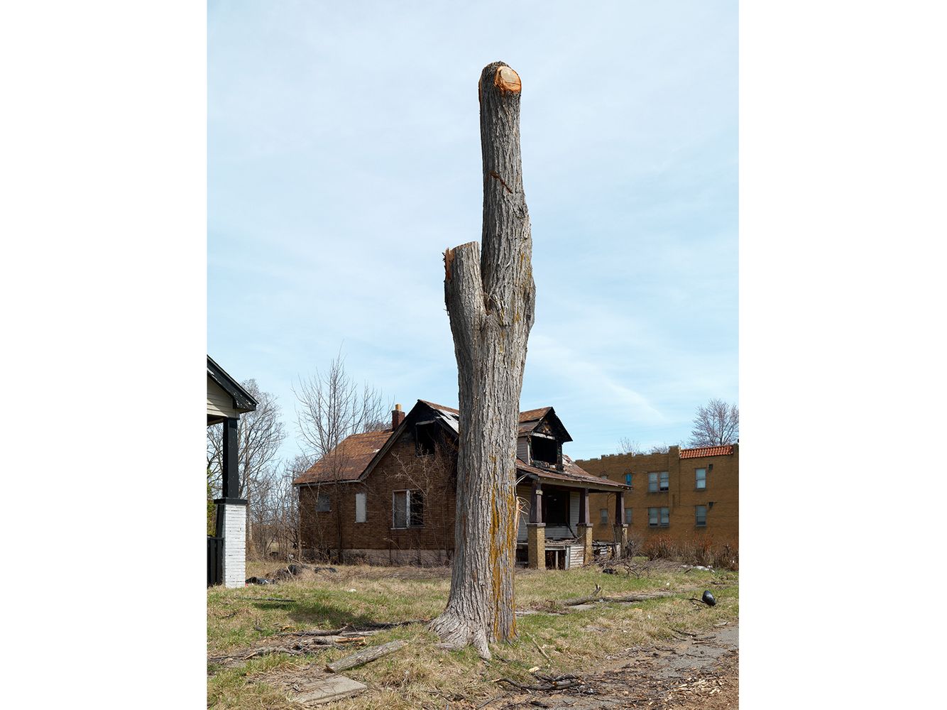 Tree Stump 57, Detroit 2015