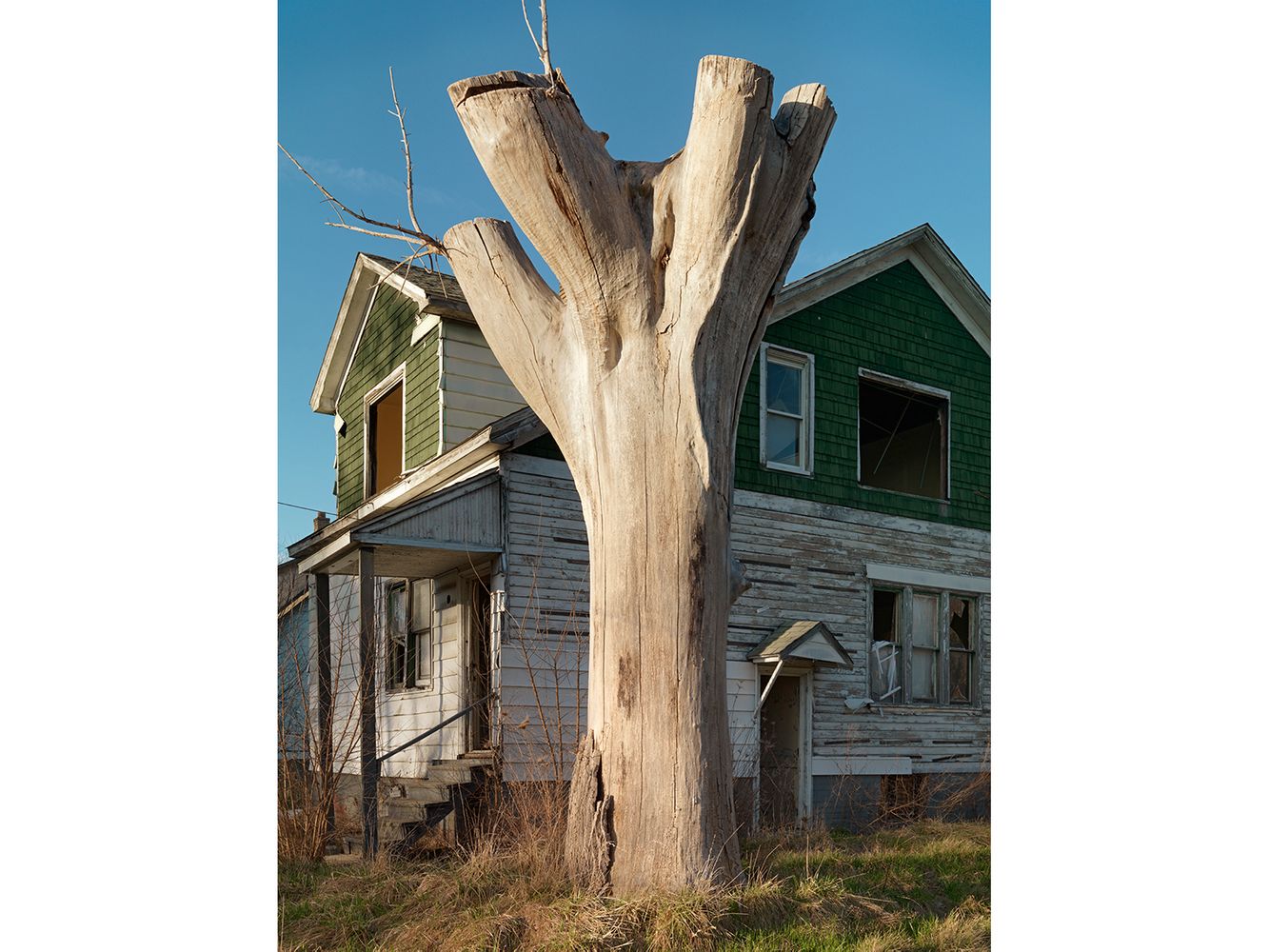 Tree Stump 55, Detroit 2015
