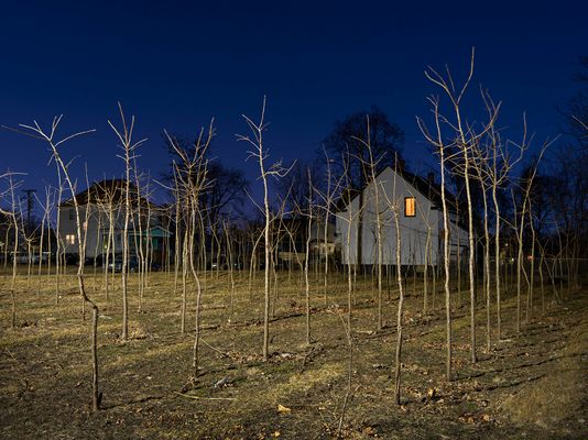 Hantz Tree Farm, Eastside, Detroit 2019