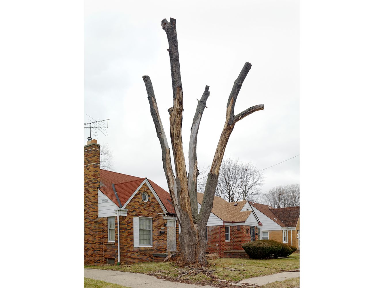 Tree Stump 24, Detroit 2012