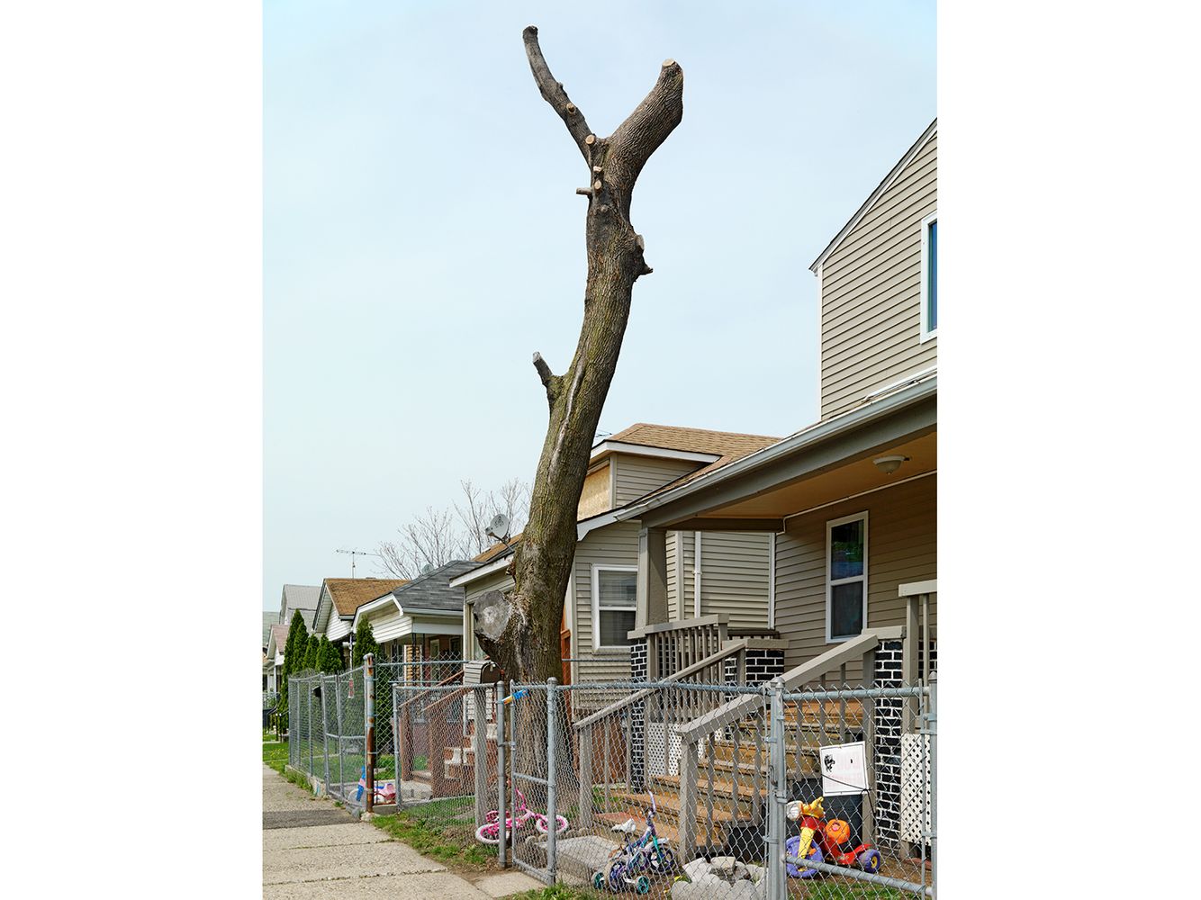 Tree Stump 2, Detroit 2011