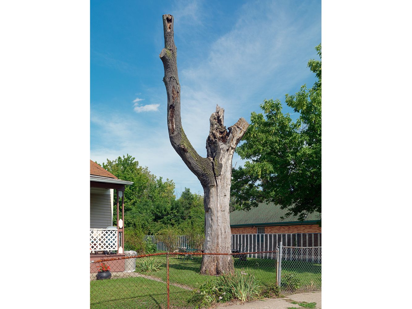 Tree Stump 44, Detroit 2013