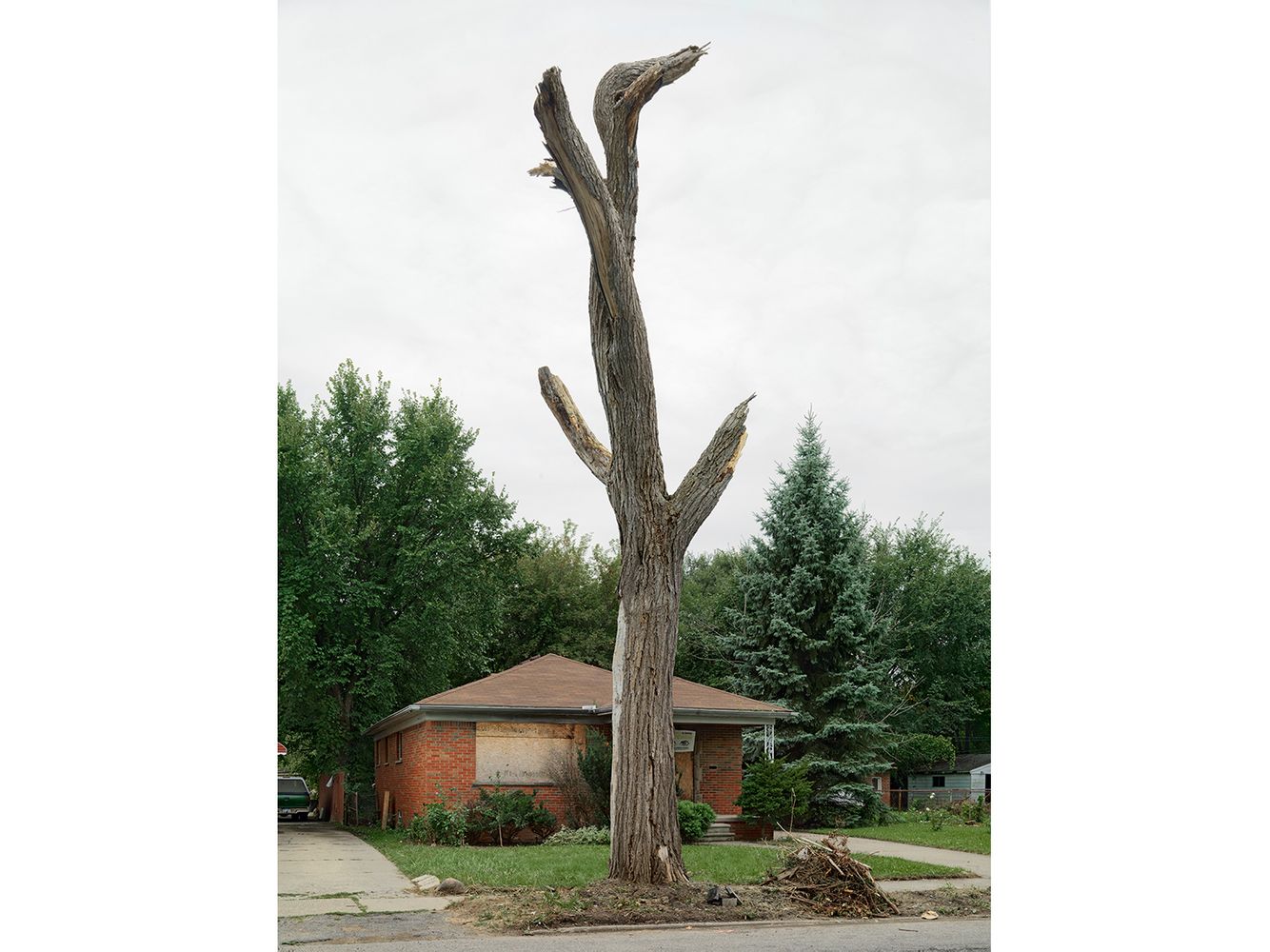 Tree Stump 48, Detroit 2014