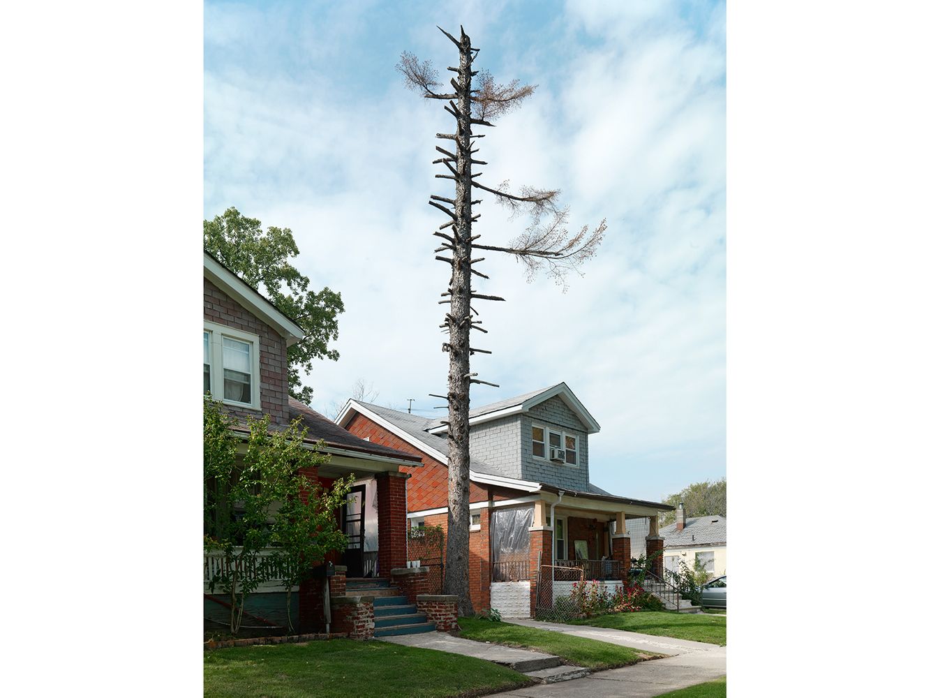 Tree Stump 58, Detroit 2015