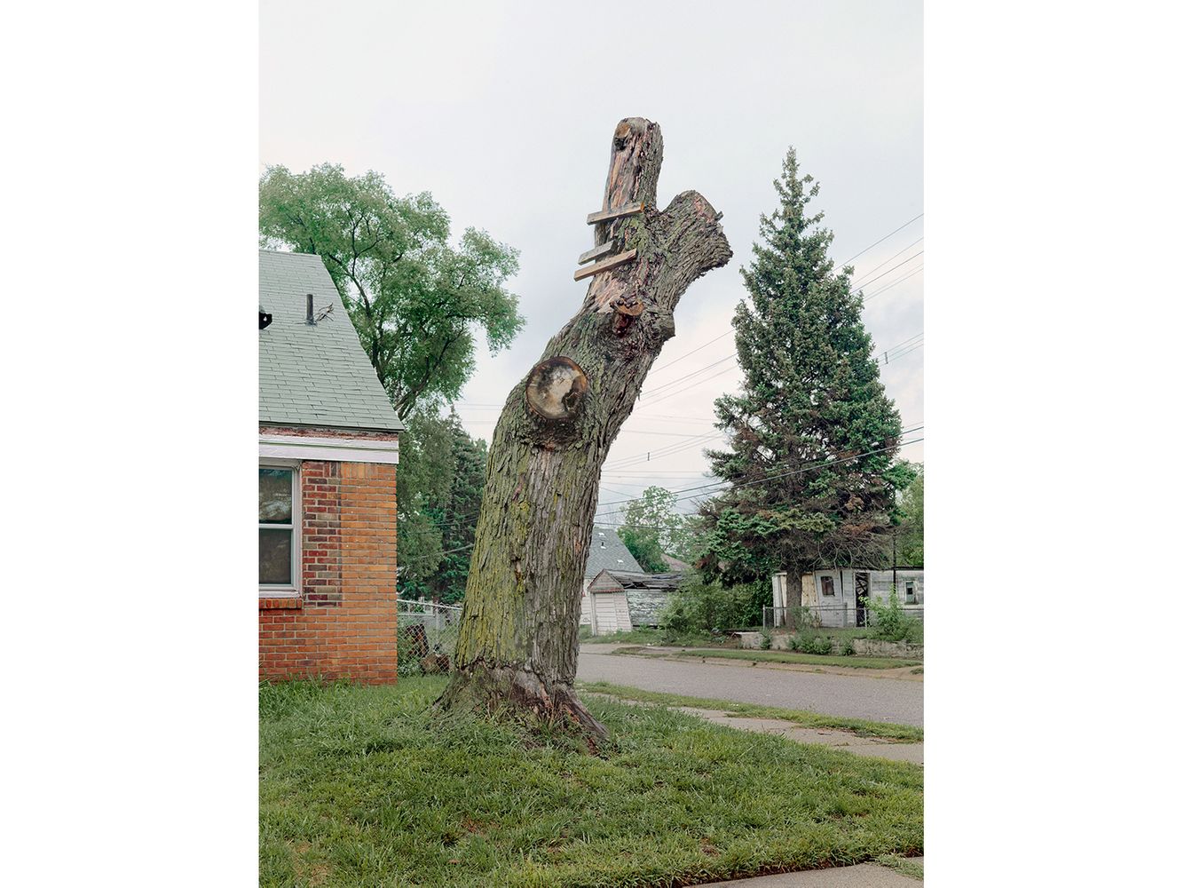 Tree Stump 19, Detroit 2011