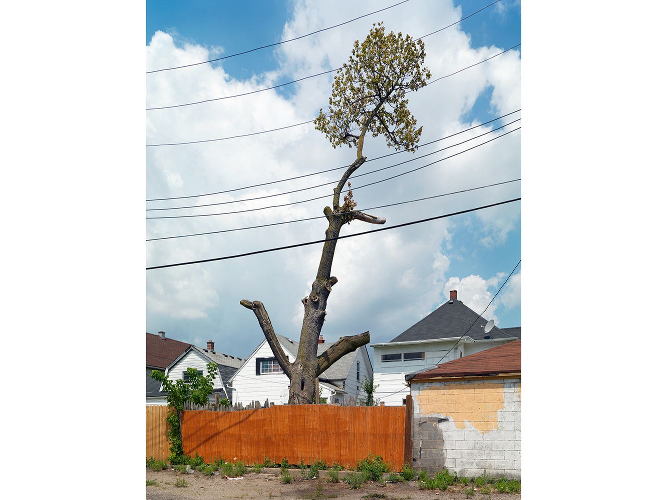 Tree Stump 32, Detroit 2012