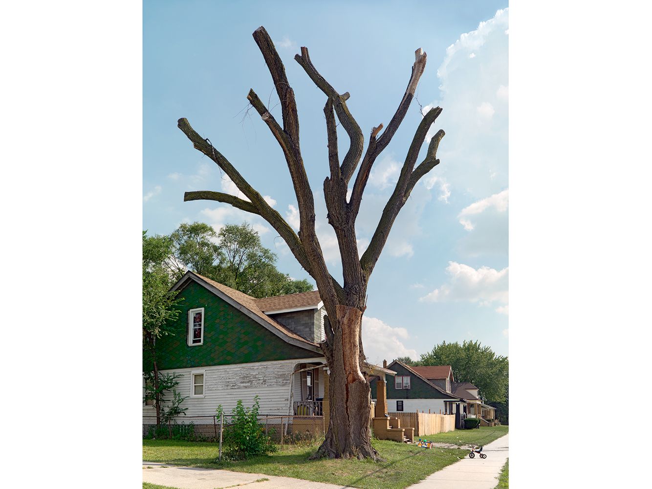Tree Stump 36, Detroit 2012