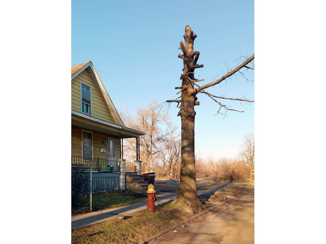 Tree Stump 23, Detroit 2012