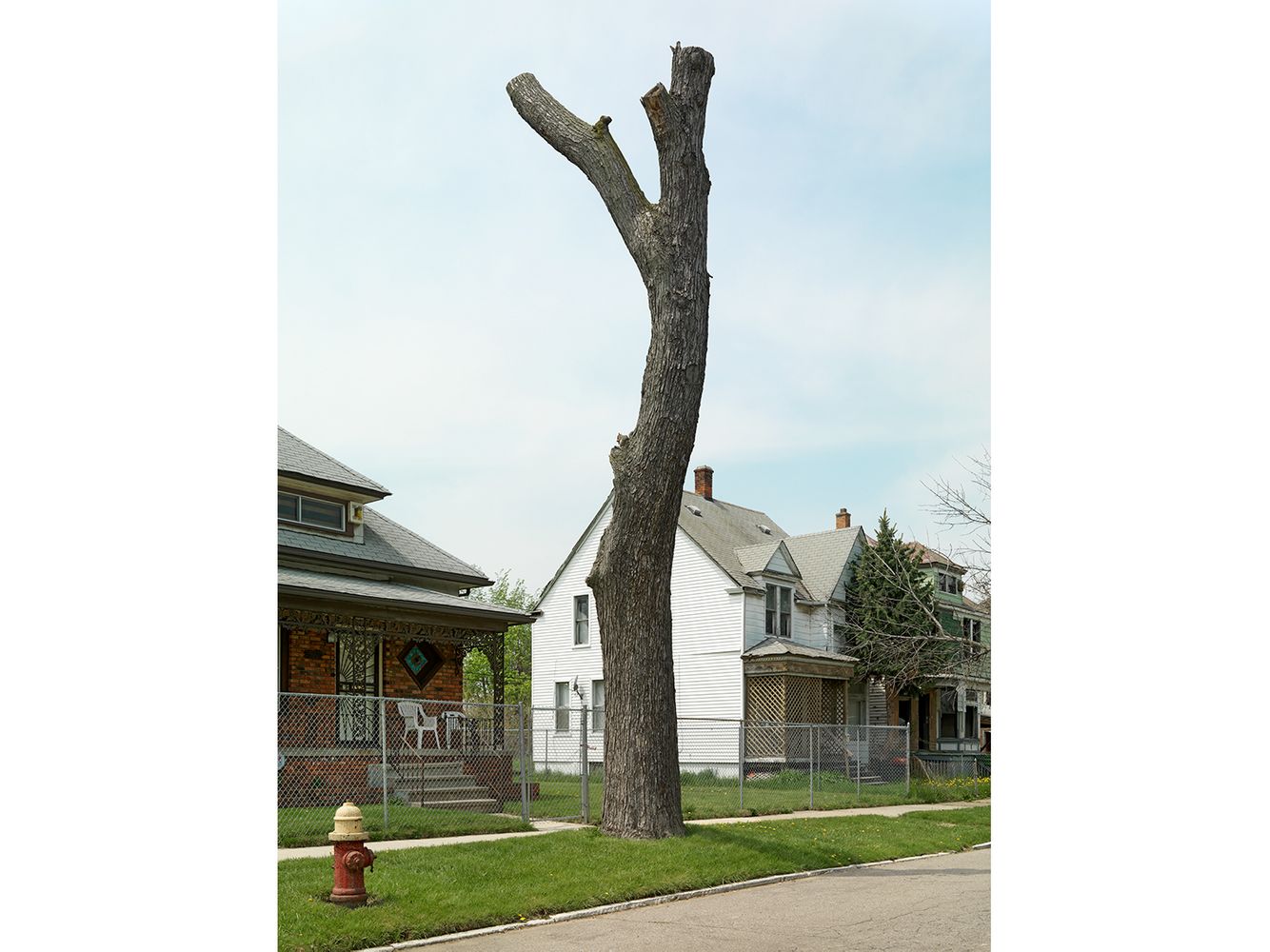 Tree Stump 3, Detroit 2011