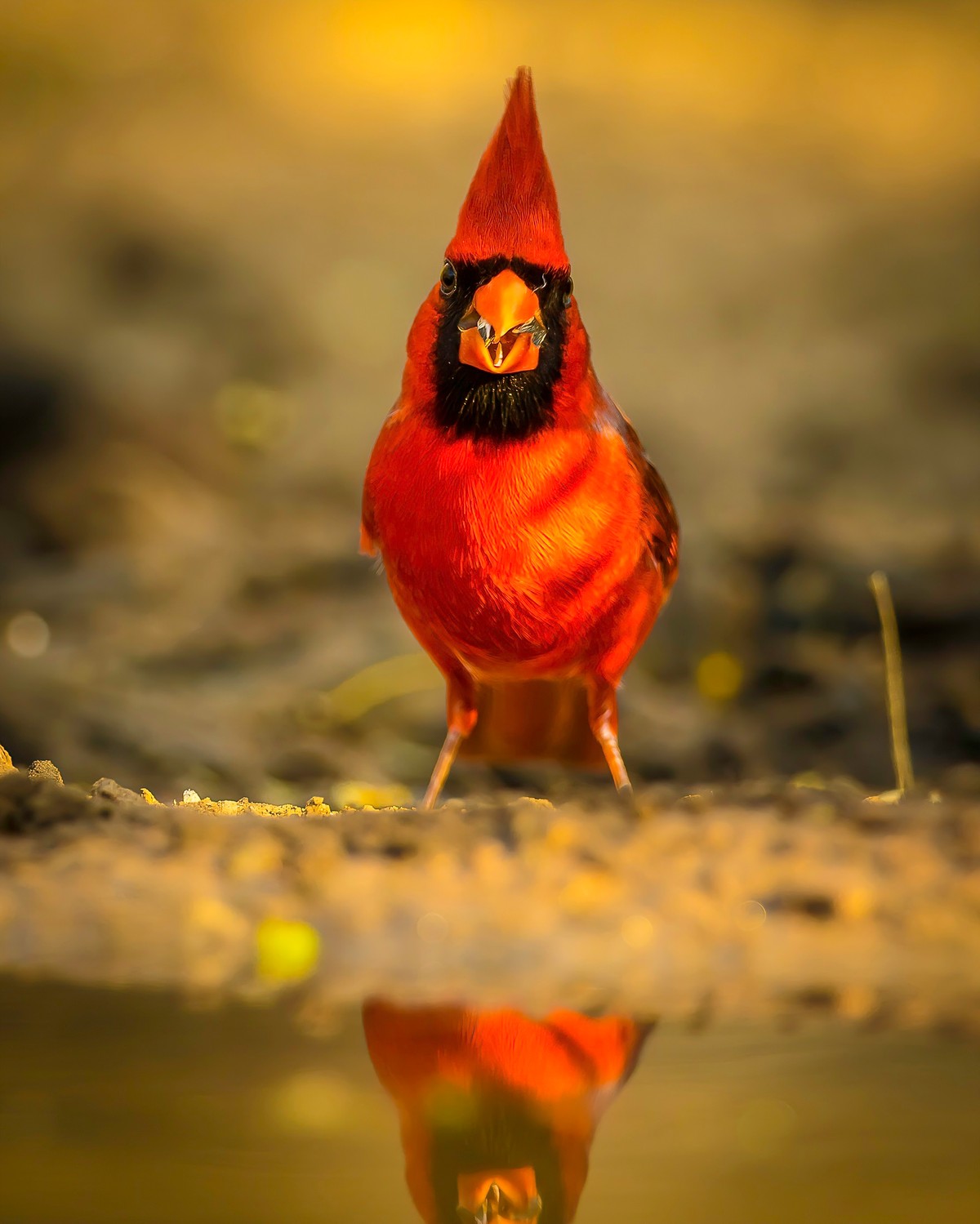 Northern Cardinal at Water-denoise-sharpen-sharpen - Copy.jpg