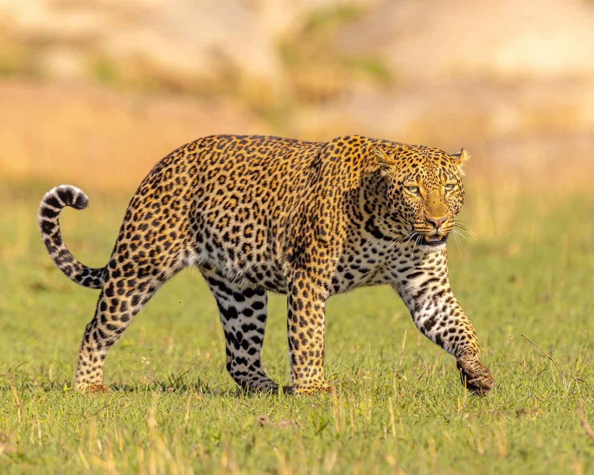2J7A3298 - Leopard on the prowl.jpg