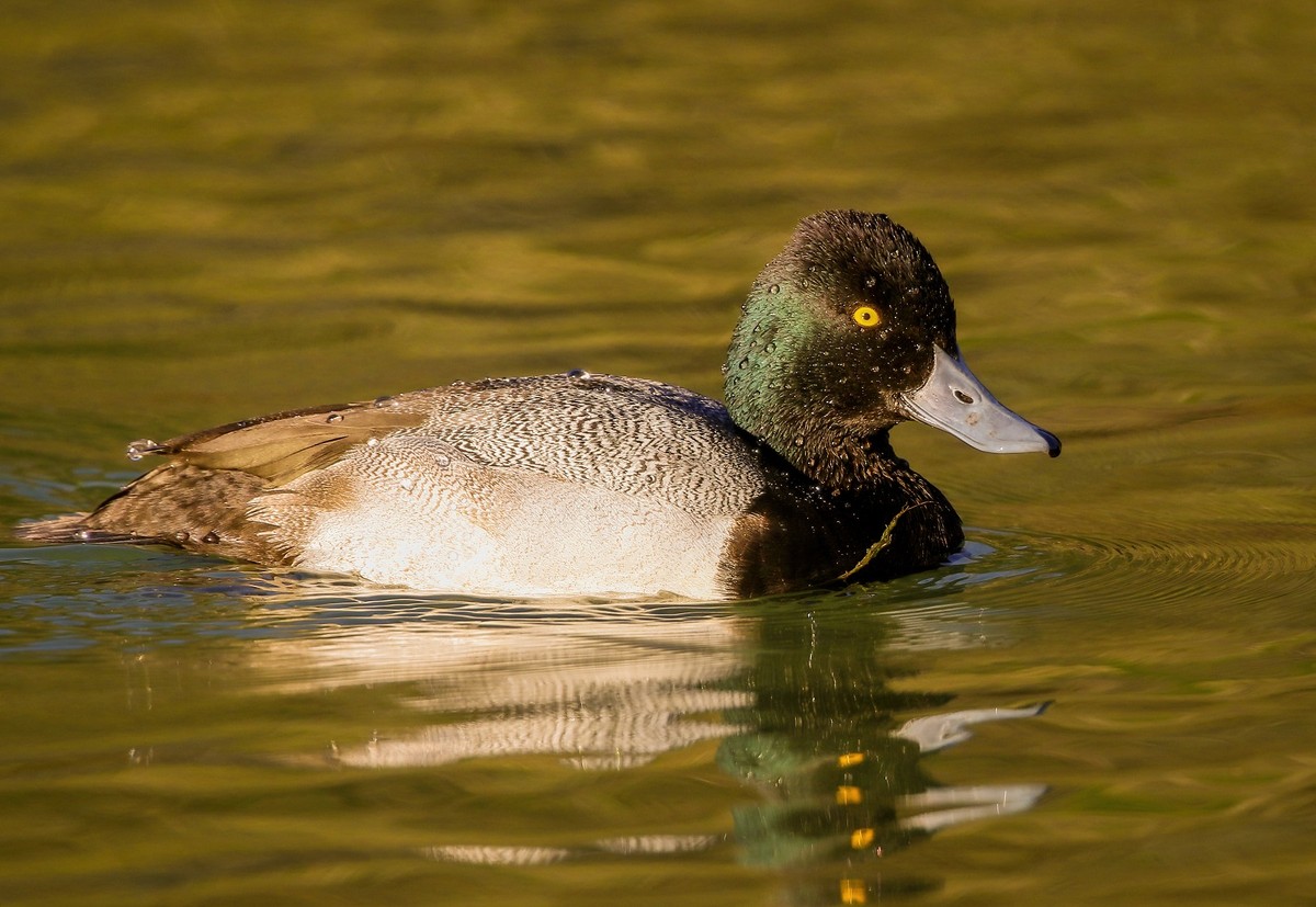 Greater Scaup male.jpg