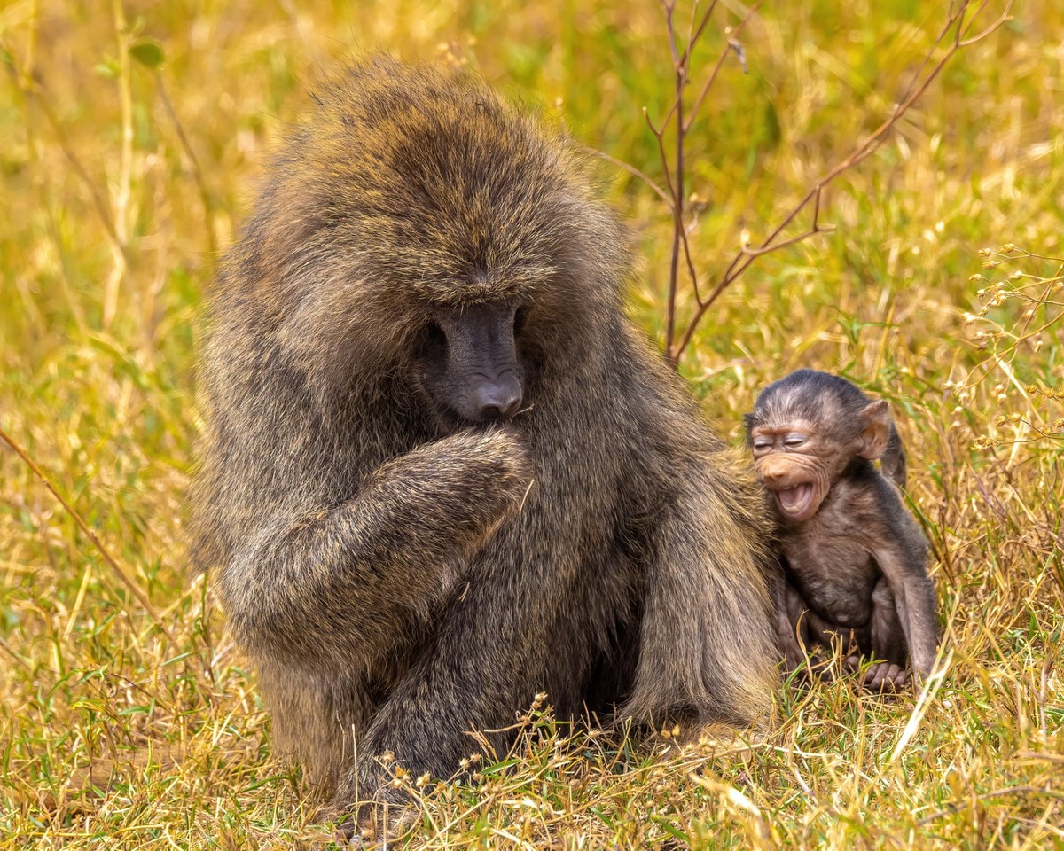 _C0A0426 - Olive Baboons.jpg