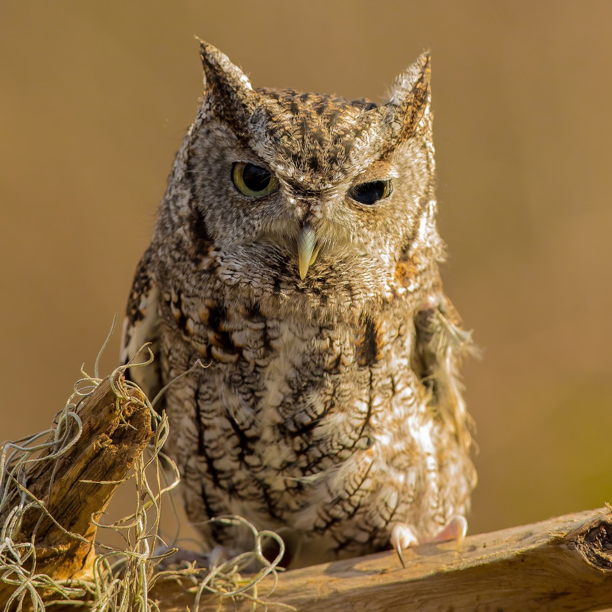 Western Screech Owl.jpg