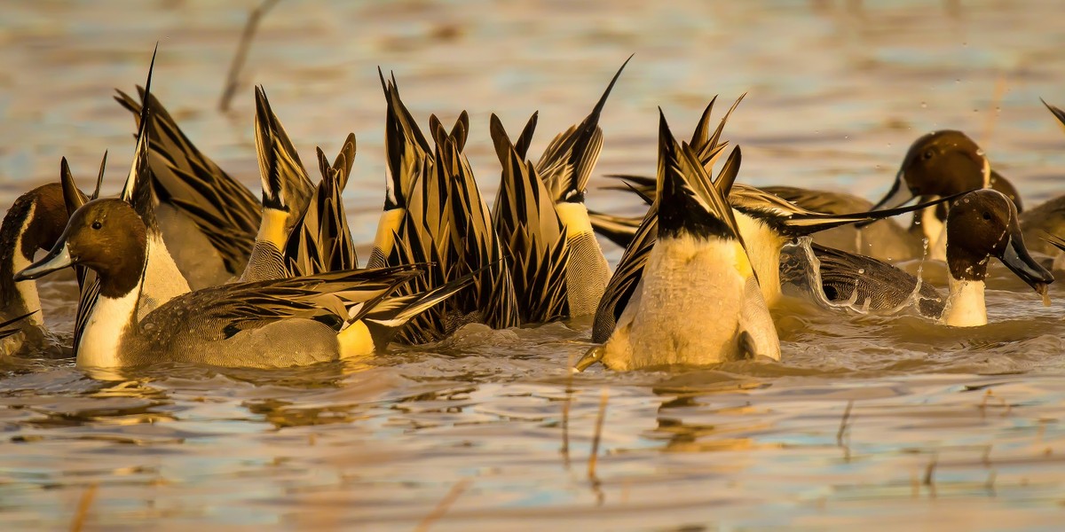 Chow time for Northern Pintails.jpg