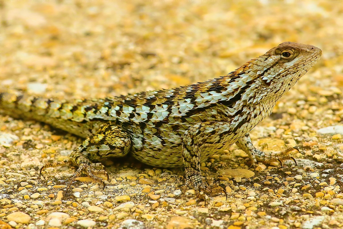 Lizard A.Oct 2015-2-denoise-sharpen-sharpen.jpg